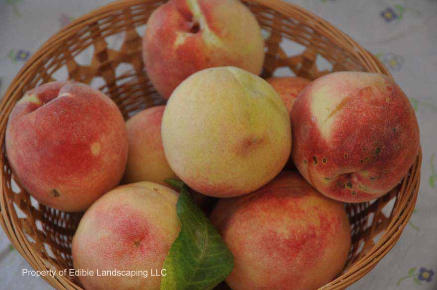 Peach  B of ga in largest basket